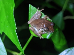 Pseudophilautus wynaadensis