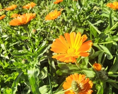 Calendula