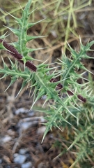 Echinops spinosissimus