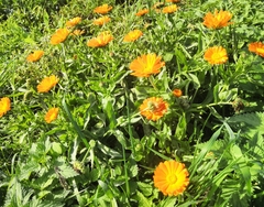 Calendula