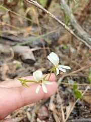 Pelargonium elongatum