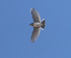 Alauda arvensis