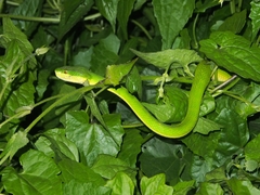 Trimeresurus albolabris