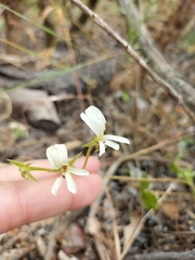 Pelargonium elongatum