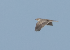Alauda arvensis