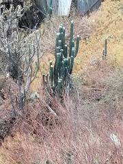 Trichocereus bridgesii