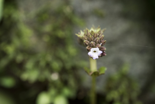 Epithema benthamii