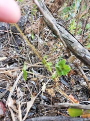 Pelargonium elongatum