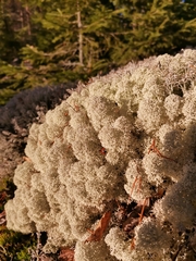 Cladonia stellaris