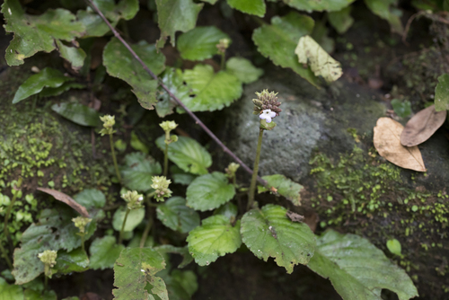 Epithema benthamii, photograph 2