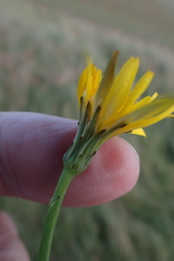 Hypochaeris radicata