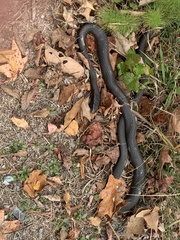 Coluber constrictor constrictor