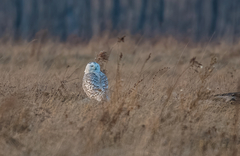 Bubo scandiacus