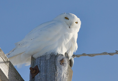Bubo scandiacus