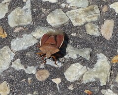 Basicryptus costalis