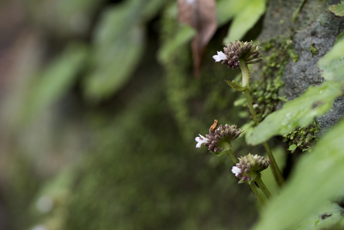 Epithema benthamii, photograph 3