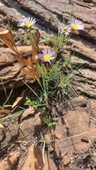 Afroaster serrulatus