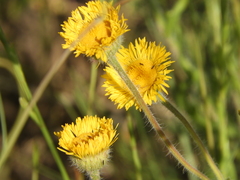 Hysterionica jasionoides