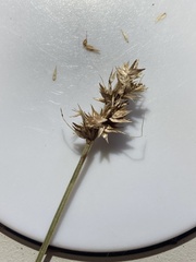Carex crawfordii
