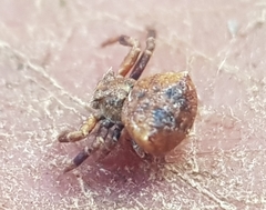 Thomisus scrupeus