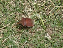 Basicryptus costalis