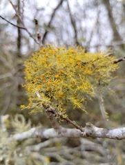 Teloschistes chrysophthalmus