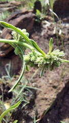 Raphionacme galpinii