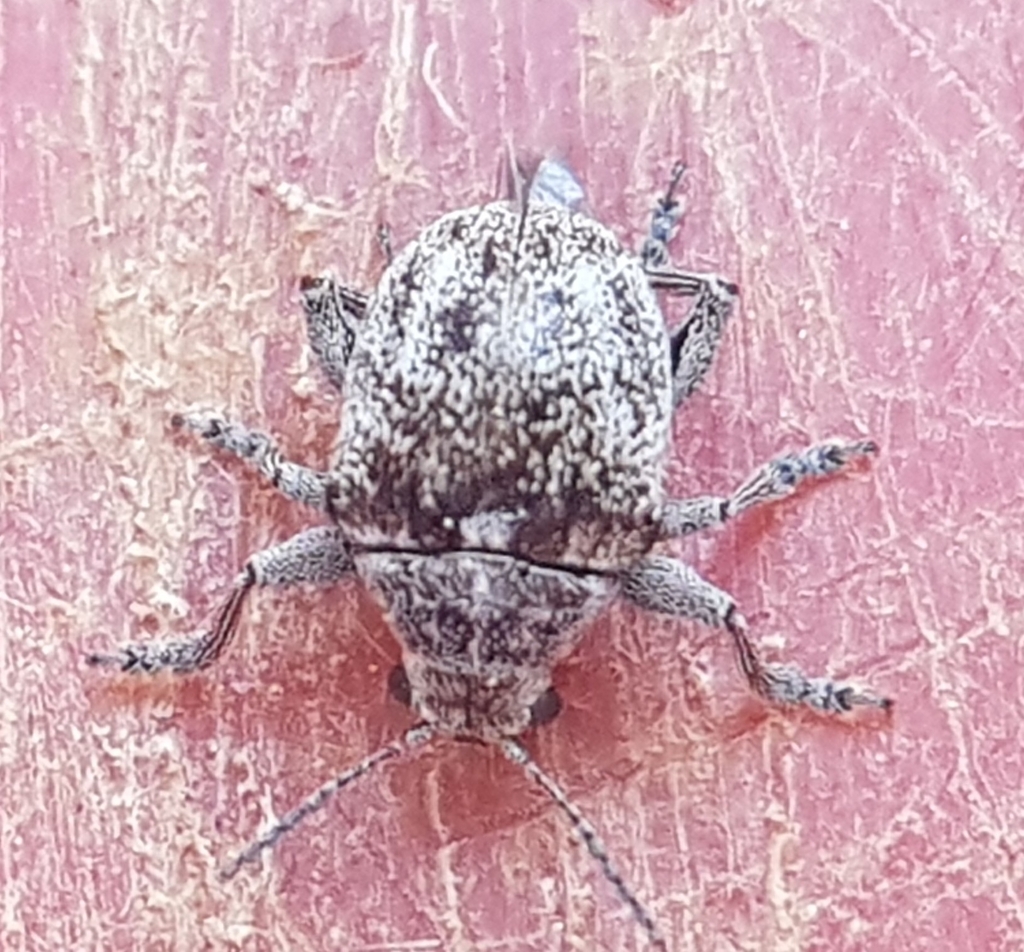 Semmiona