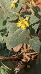 Verbascum phlomoides