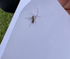 Peucetia rubrolineata