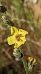 Verbascum phlomoides