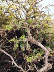 Vachellia macracantha