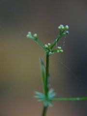 Galium saxatile