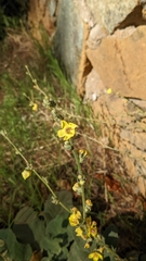 Verbascum phlomoides