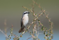Lanius isabellinus