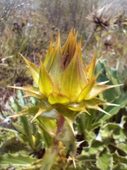 Berkheya armata