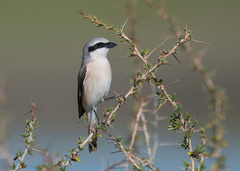 Lanius isabellinus