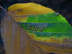 Phyllonorycter maestingella