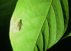 Euphyllodromia angustata