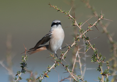 Lanius isabellinus