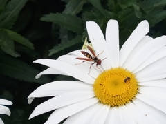 Polistes weyrauchorum