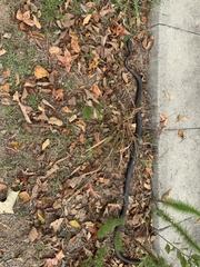 Coluber constrictor constrictor