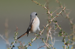 Lanius isabellinus