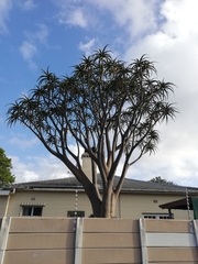 Aloidendron barberae