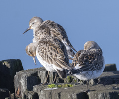Calidris fuscicollis