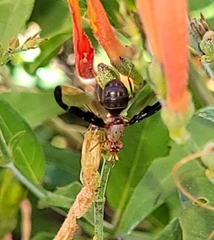 Diacrita costalis