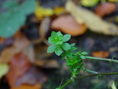 Galium saxatile