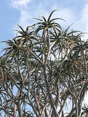 Aloidendron barberae