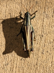 Melanoplus thomasi