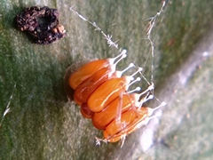 Epidaus